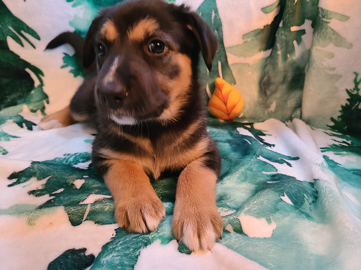chinook puppy